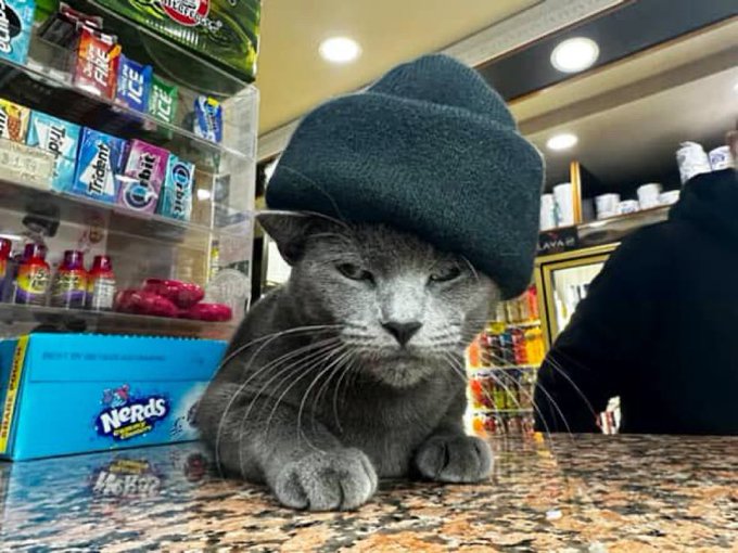 Real bodega cat from NYC